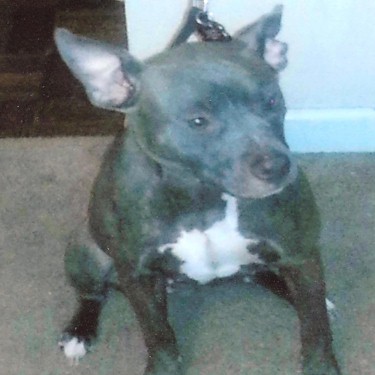Mayes Abloo Conti Pit Bull.jpg